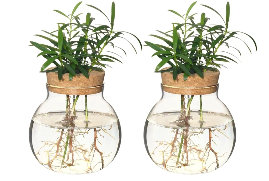 Read more about the article Propagation vases