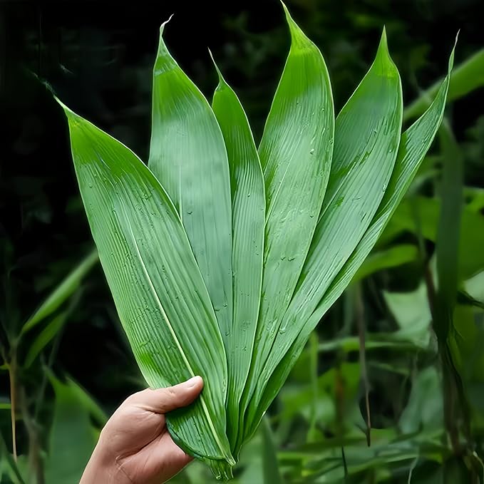 Read more about the article Banana leaves