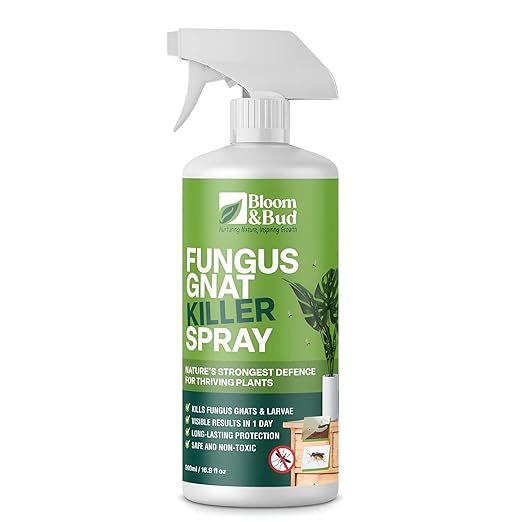 Read more about the article Fungus gnat killer spray