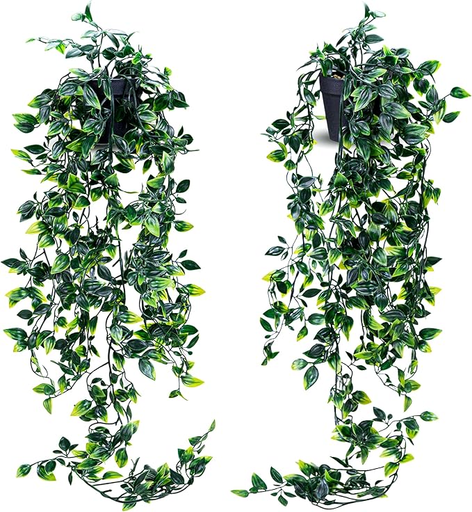 Read more about the article hanging plant