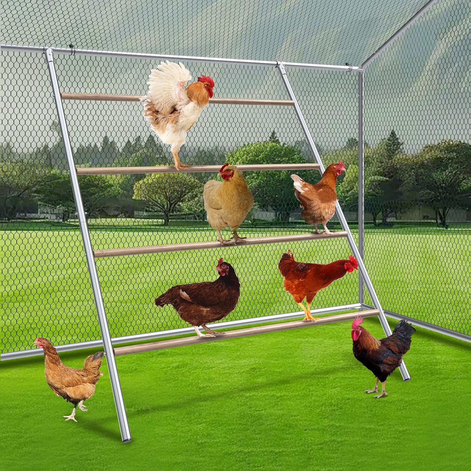 Read more about the article Chicken Perch,