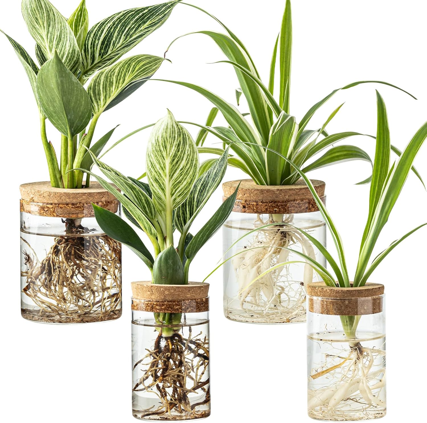 Read more about the article Propagation vases for plants