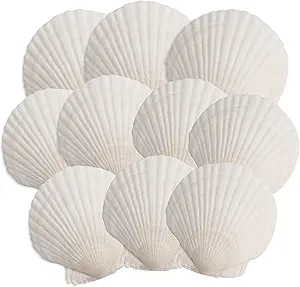 Read more about the article Shells