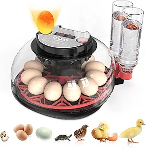 Read more about the article Hatching Eggs Automatic Egg