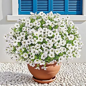 Read more about the article Flowers