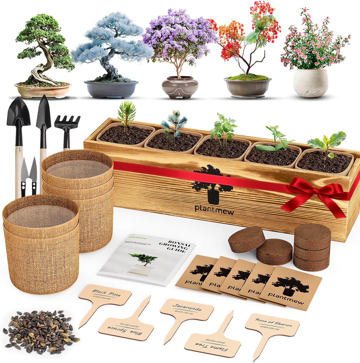 Read more about the article Pack Bonsai Tree