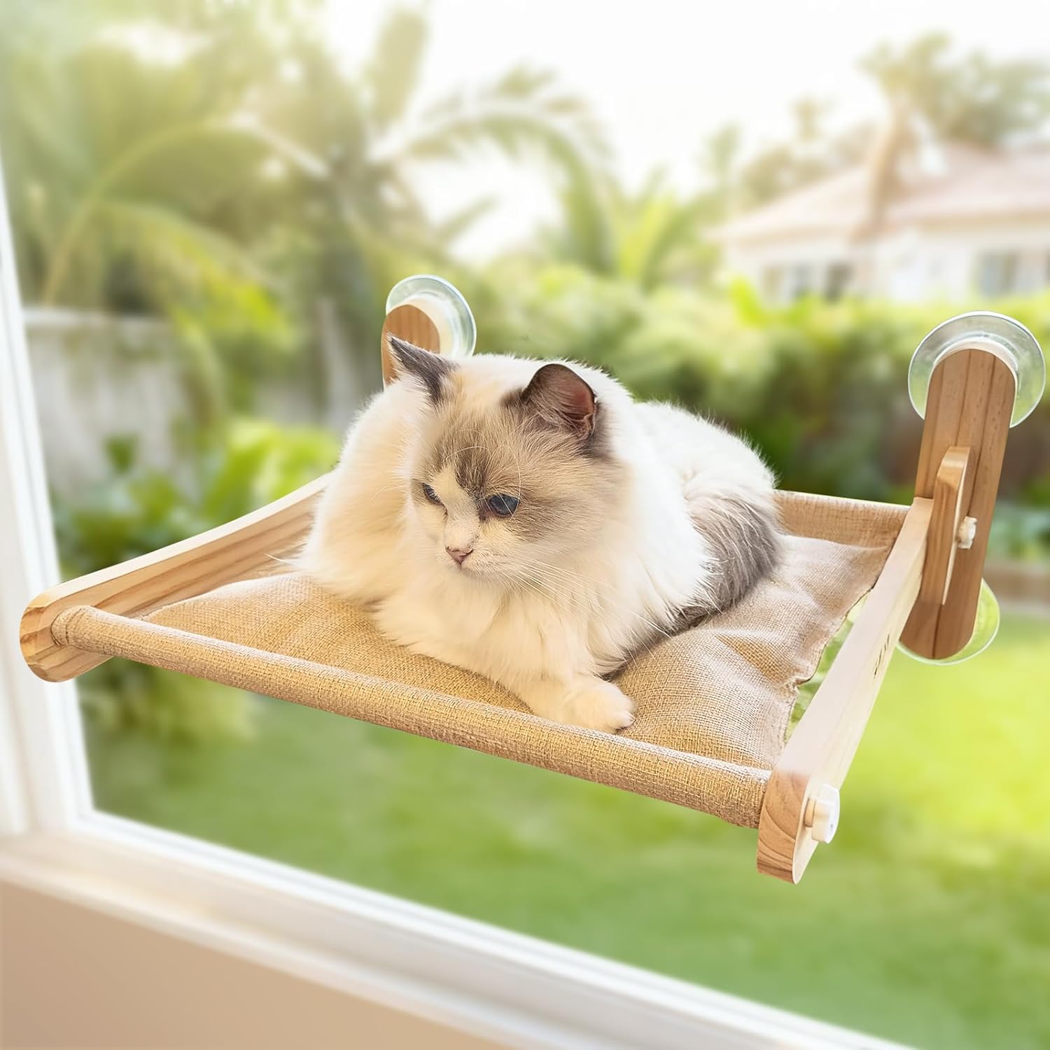 Read more about the article Cat