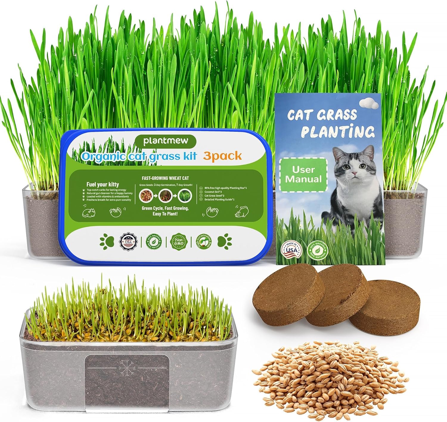 Read more about the article Cat grass for indoor